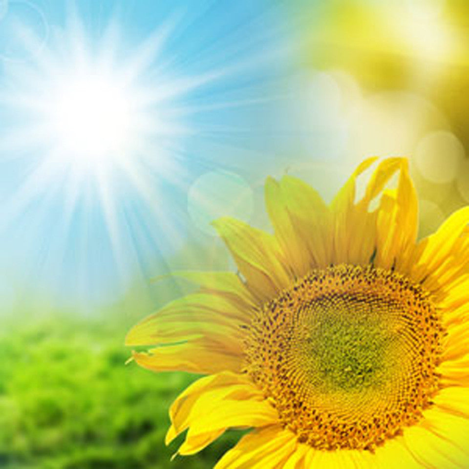 Sunflower BS