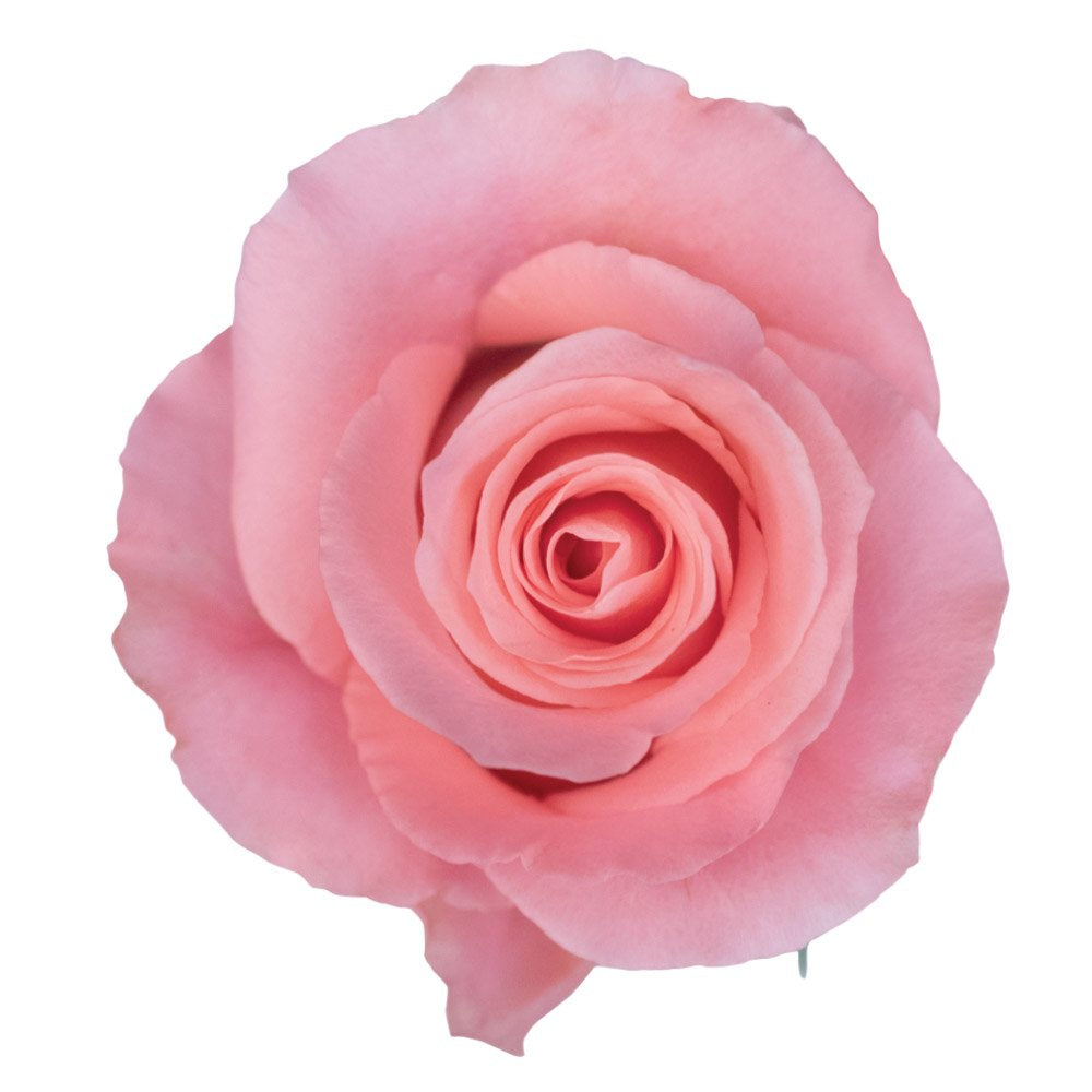 Rosas