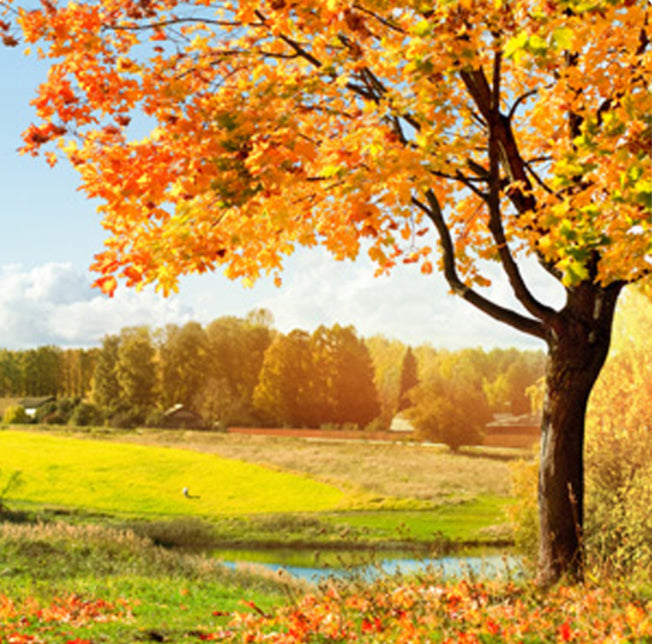Autumn Woods BS