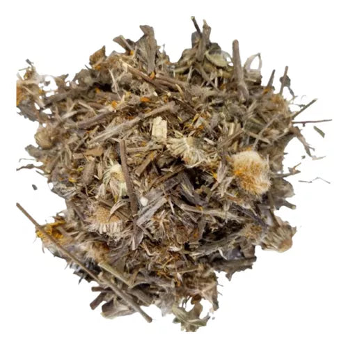 Arnica