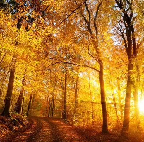 Autumn Glow(CS)