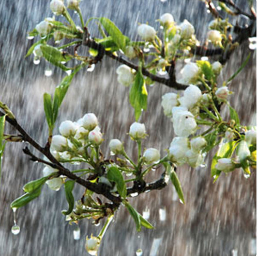China Rain BS