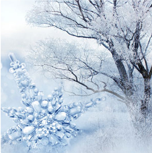 Frost & Snowdrops BS
