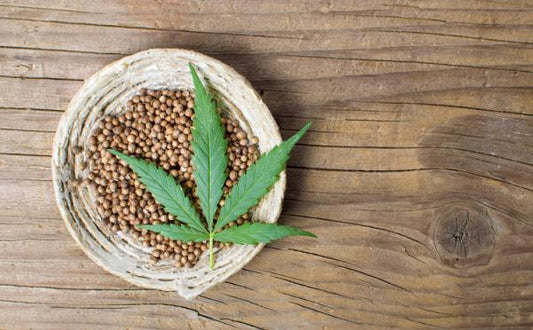 Cannabis