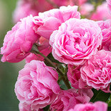 Ode de Rose BS Inspirada