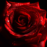 Midnight Rouge BS Inspirada