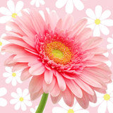 DAISY TYPE (INSPIRADA BS)