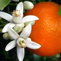 Orange Blossom(CS)