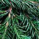 Fraser Fir(CS)