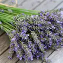 Lavender(CS)