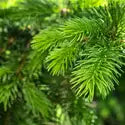 Pine Element(CS)