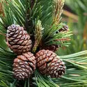 Mountain Pine(CS)