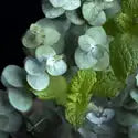 Peppermint and Eucalyptus(CS)