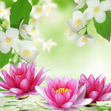 Water Lily Jasmine BS